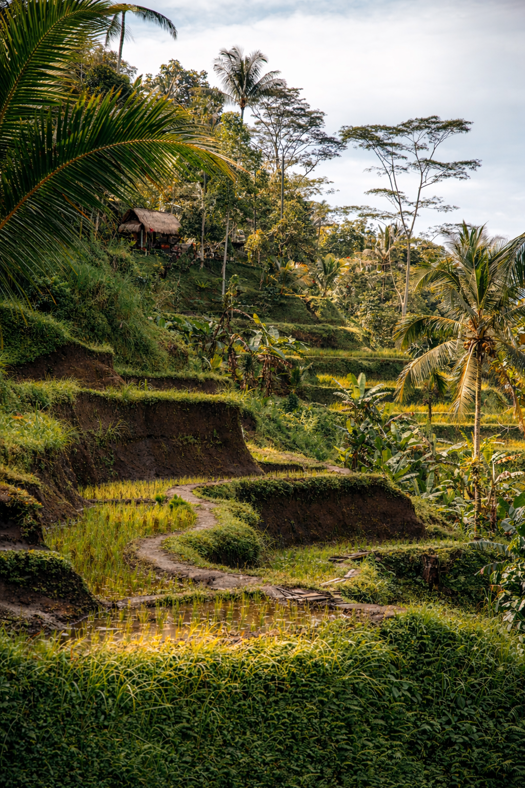Ubud rice terraces at dawn — terraced paddy fields in lush jungle green, Bali