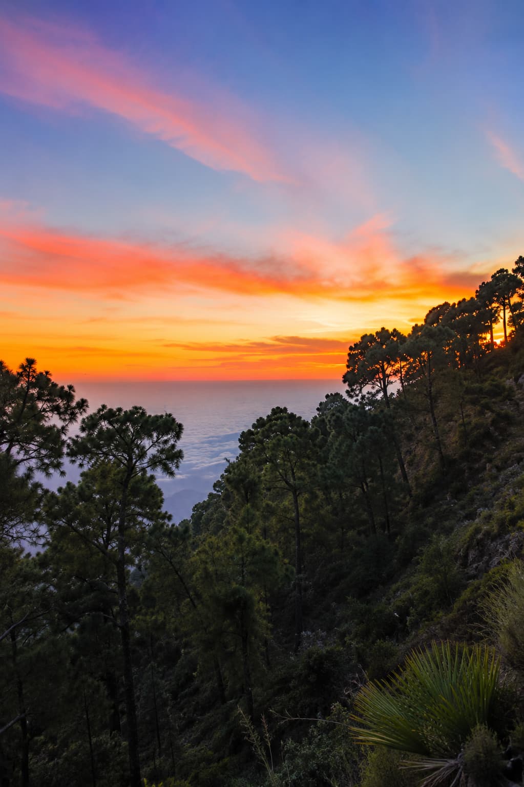 solo hiker watching a vivid sunrise over forest and clouds from a mountain viewpoint