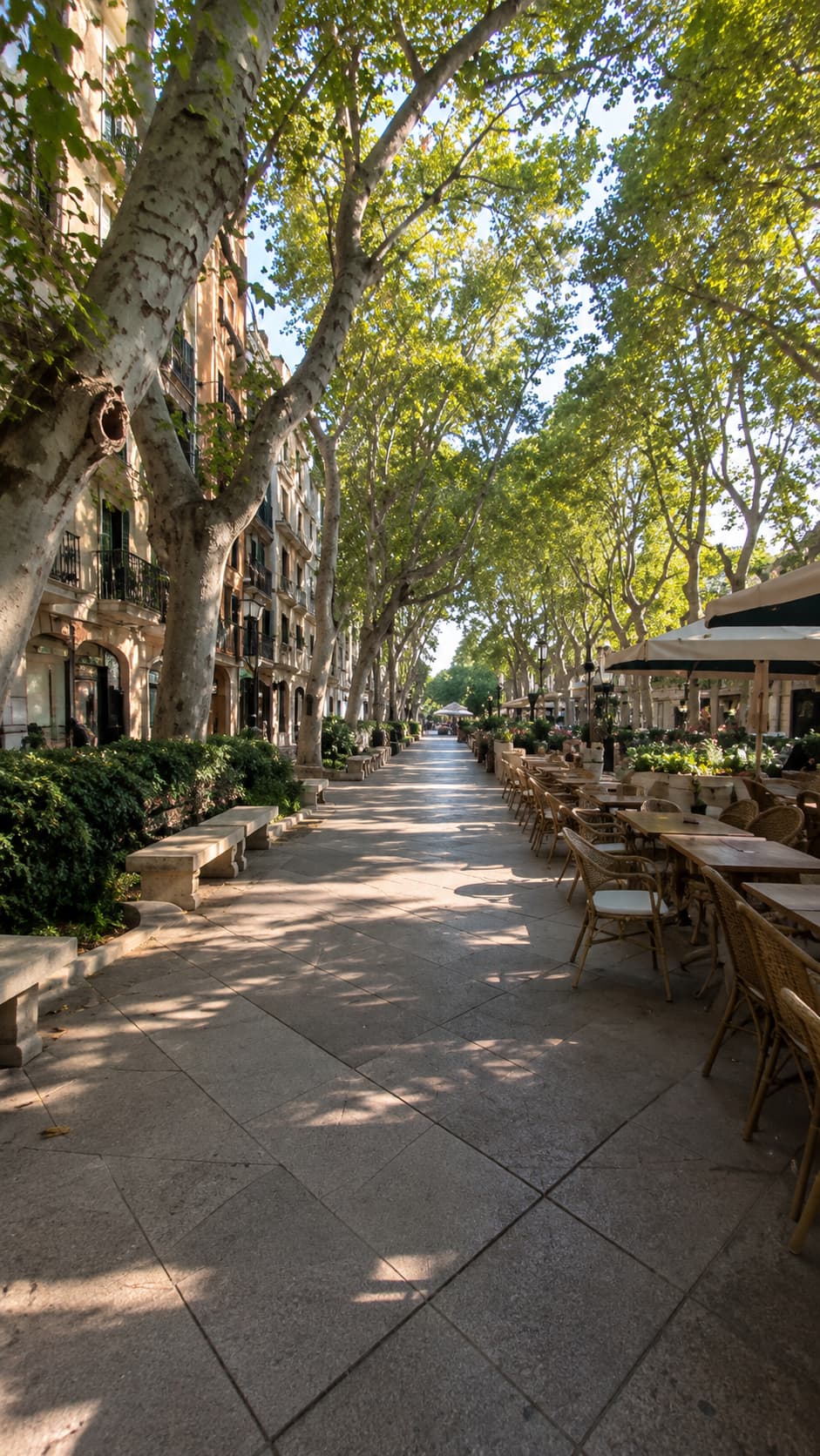 Tree-lined boulevard with café terraces in Palma — Mallorca travel guide