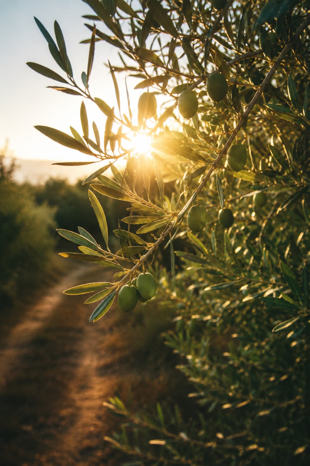 Sunlit dirt path through a Mediterranean olive grove at golden hour, branches heavy with green olives