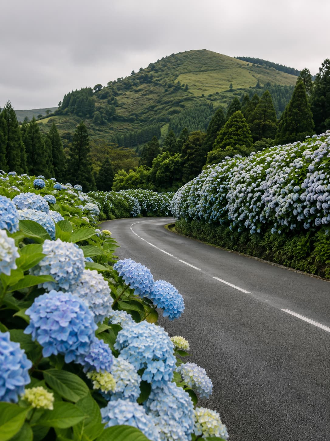 Azores travel guide image of blue hydrangeas lining a quiet curving road through green hills on São Miguel