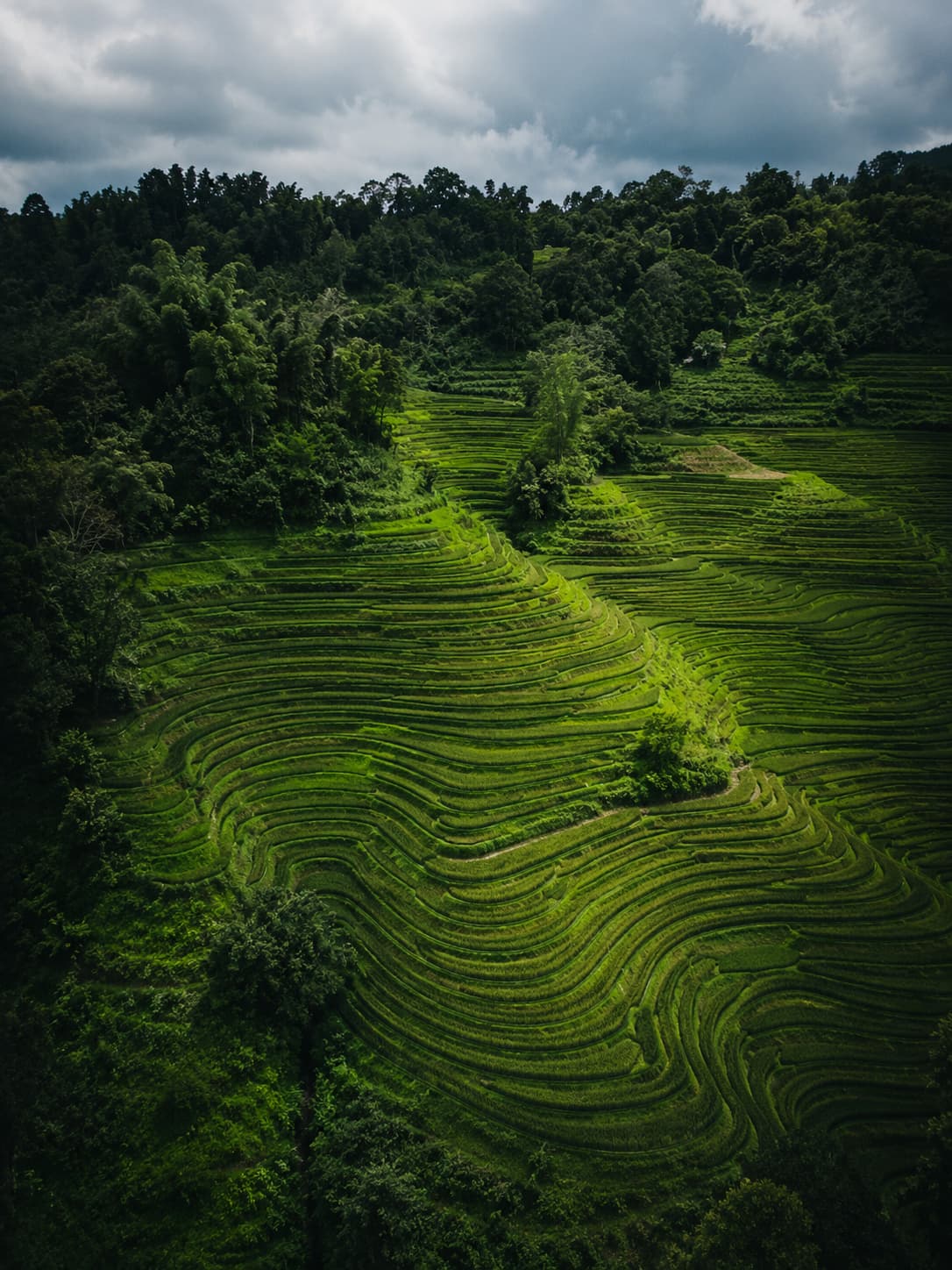 Curving rows of the Gorreana tea plantation, the only tea grown in Europe, on the green north coast of São Miguel in the Azores