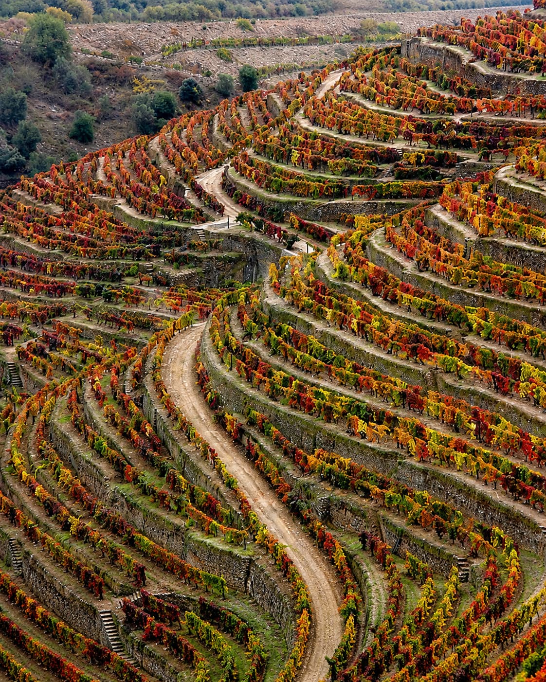 Terraced Douro Valley vineyards in autumn colour, the day-trip option on a 3 days in Porto itinerary