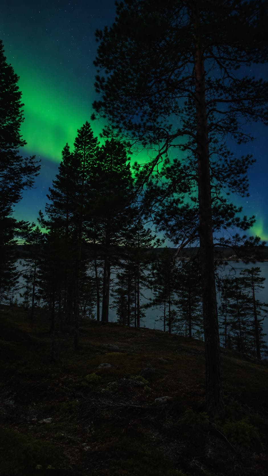Green northern lights over a still lake and silhouetted pine forest at night, a calm northern alternative to the crowded south