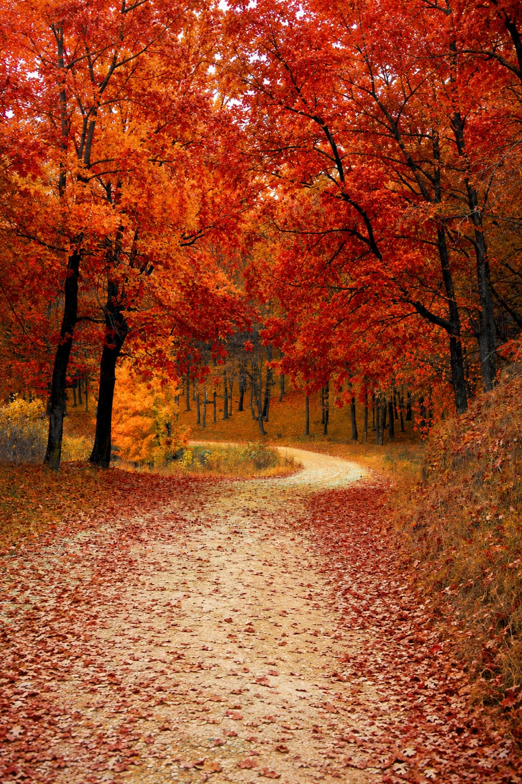 Winding forest path covered in red and orange fallen leaves, tall deciduous trees in full autumn colour arching overhead, fall foliage in Europe at peak