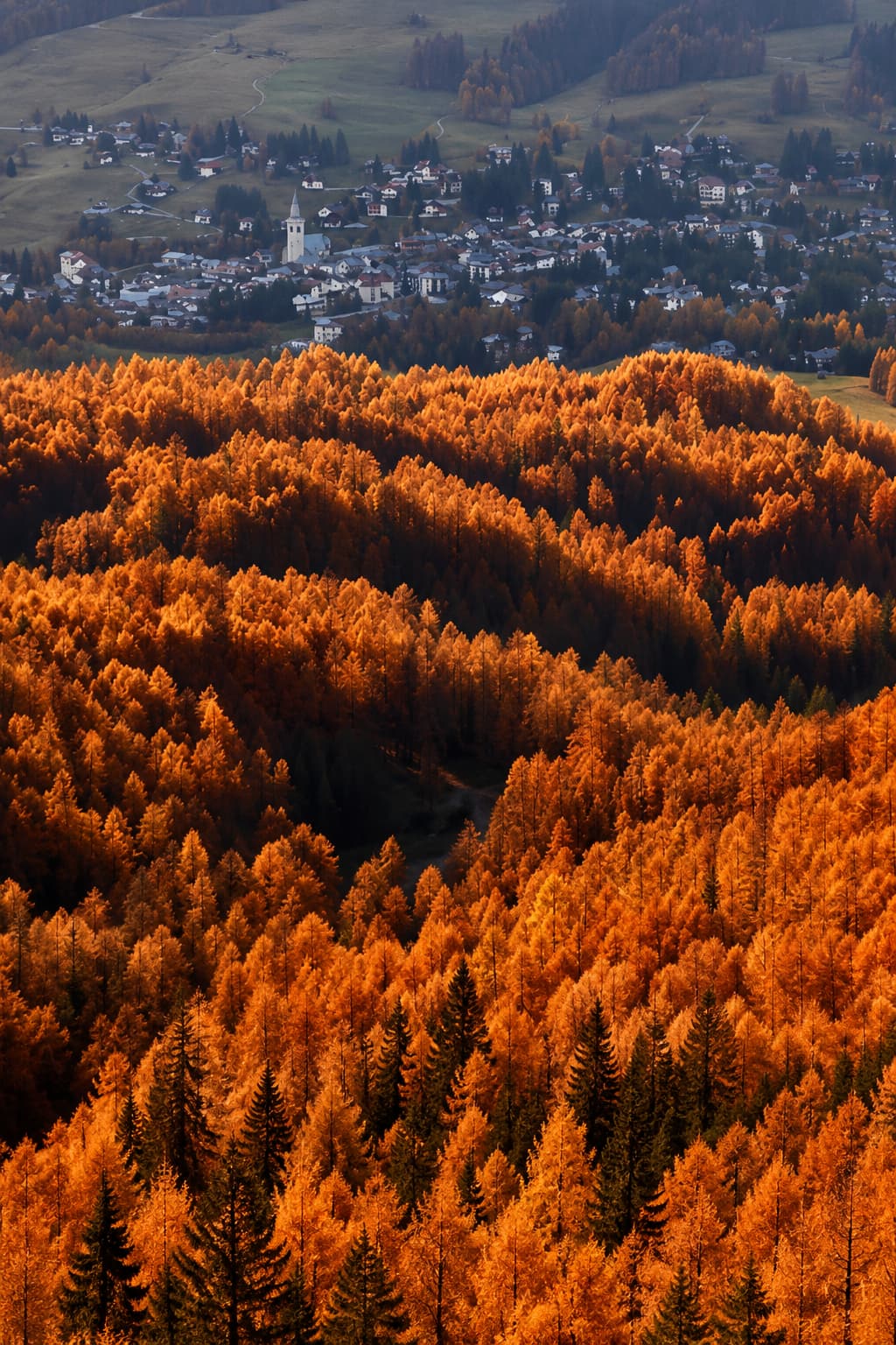 Aerial view of orange larch forest covering an Alpine mountainside in the Dolomites, fall foliage in Europe at its most dramatic, small Italian village visible in the valley below