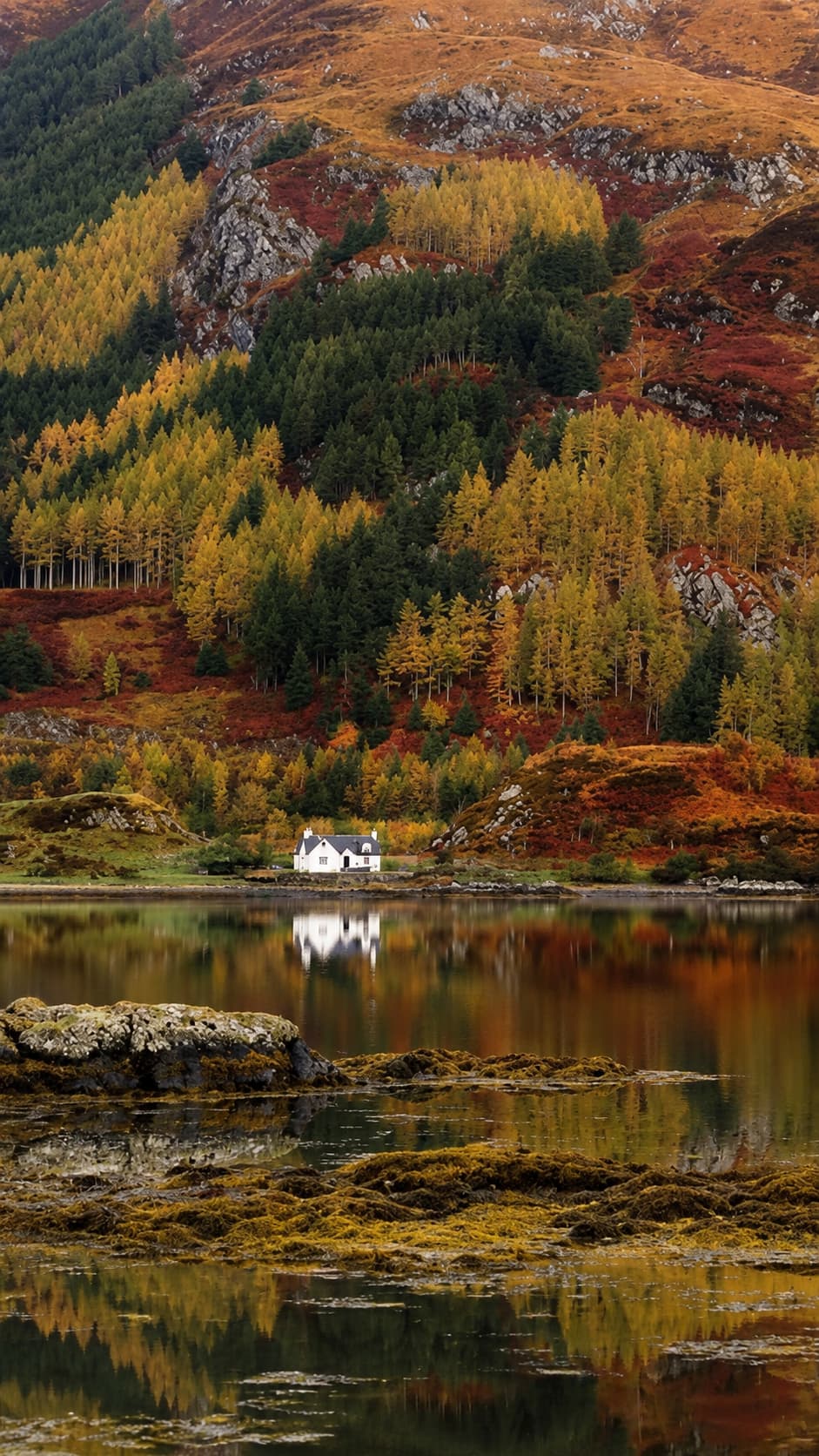 Scottish Highland loch with a lone white cottage on the shore, fall foliage covering hillsides in gold and rust-coloured birch and pine trees reflecting in still water