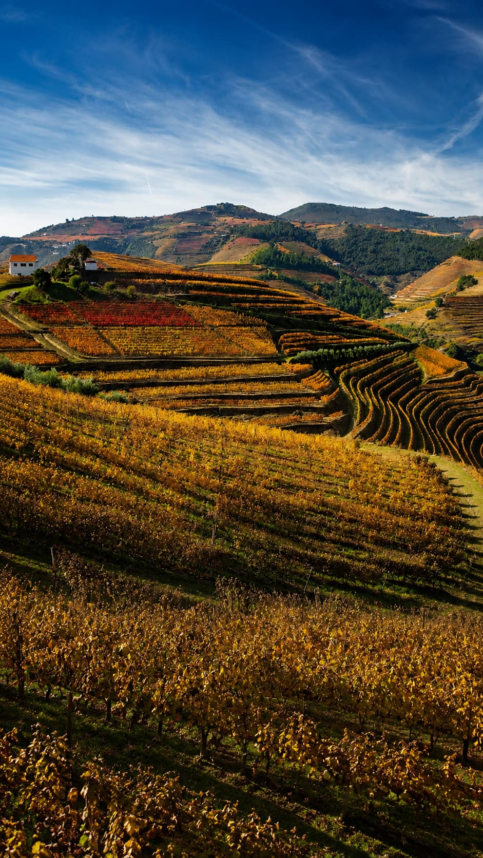 Douro Valley terraced vineyards in autumn gold and copper, fall foliage in Europe at its most unexpected, Portugal's wine terraces covering hillsides above the river