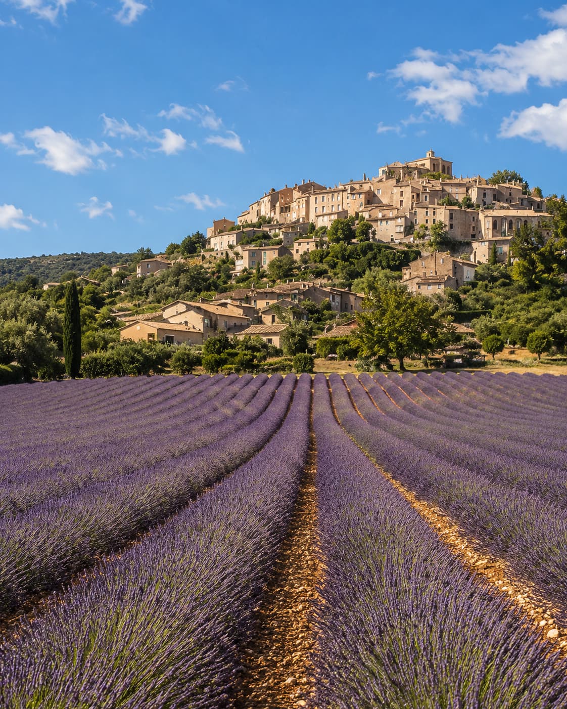 Lavender field rows leading toward a hilltop Provençal village in south France under a blue summer sky — peak July lavender season