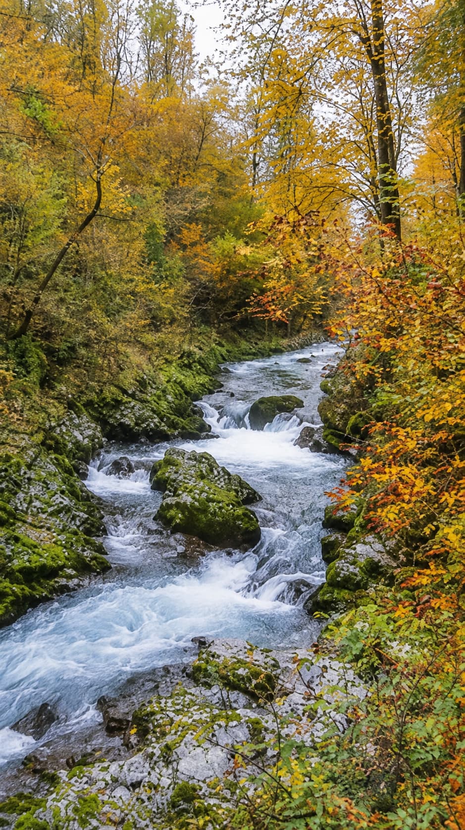 Radovna River rushing over mossy boulders through golden autumn forest near Vintgar Gorge, Slovenia