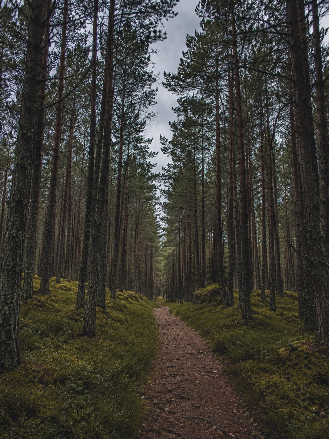 A pine forest path in the Cairngorms, tall Caledonian pines lining a narrow trail — the final day of this Scotland itinerary before the drive back to Edinburgh