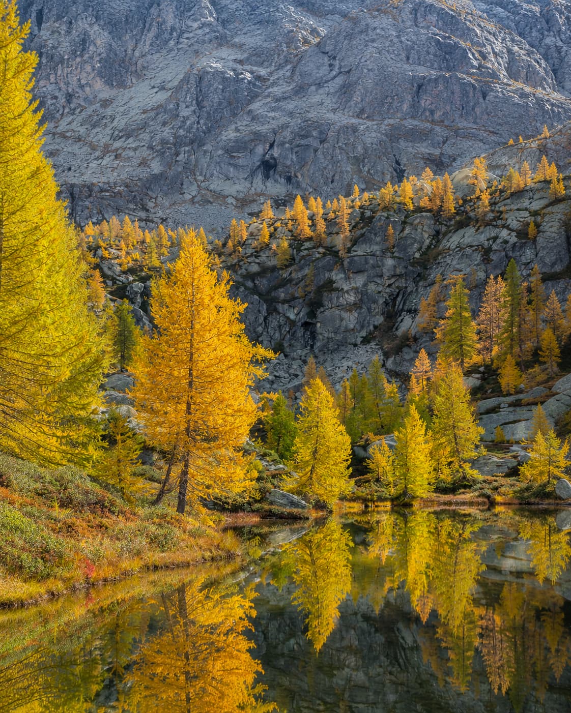 Golden larch trees in the alps in october reflected perfectly in a still high-altitude lake, with grey granite rock walls rising above — peak larch colour in the Dolomites