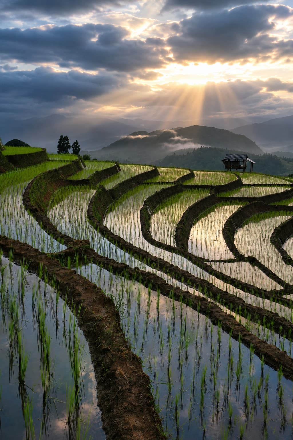 Flooded rice terraces at sunrise in northern Thailand with dramatic god-rays through clouds — Southeast Asia dry season best in December and January