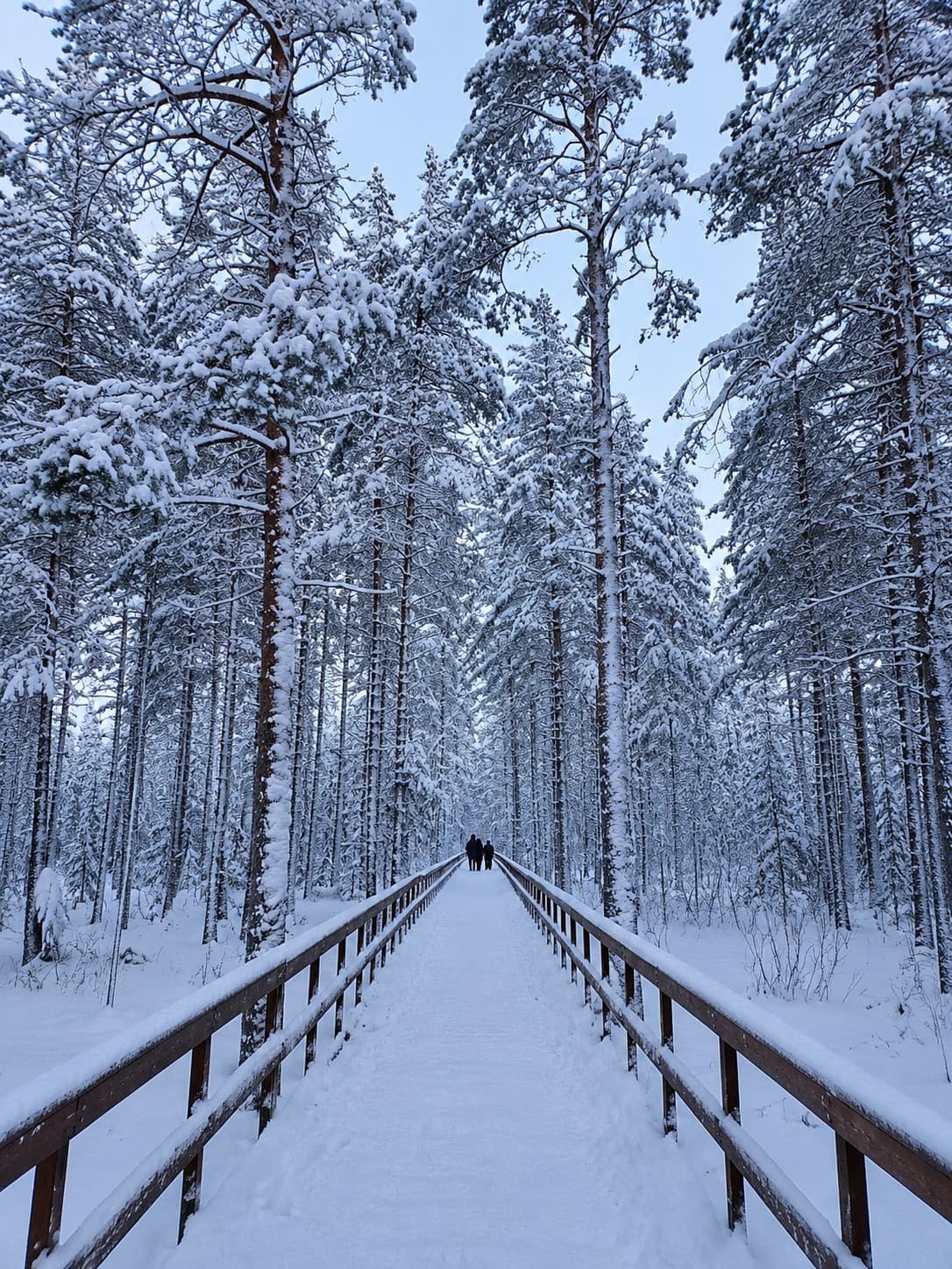 Snow-covered boardwalk trail through a Finnish Lapland pine forest in winter — the kind of quiet landscape you find when deciding where to stay in Lapland away from the resorts
