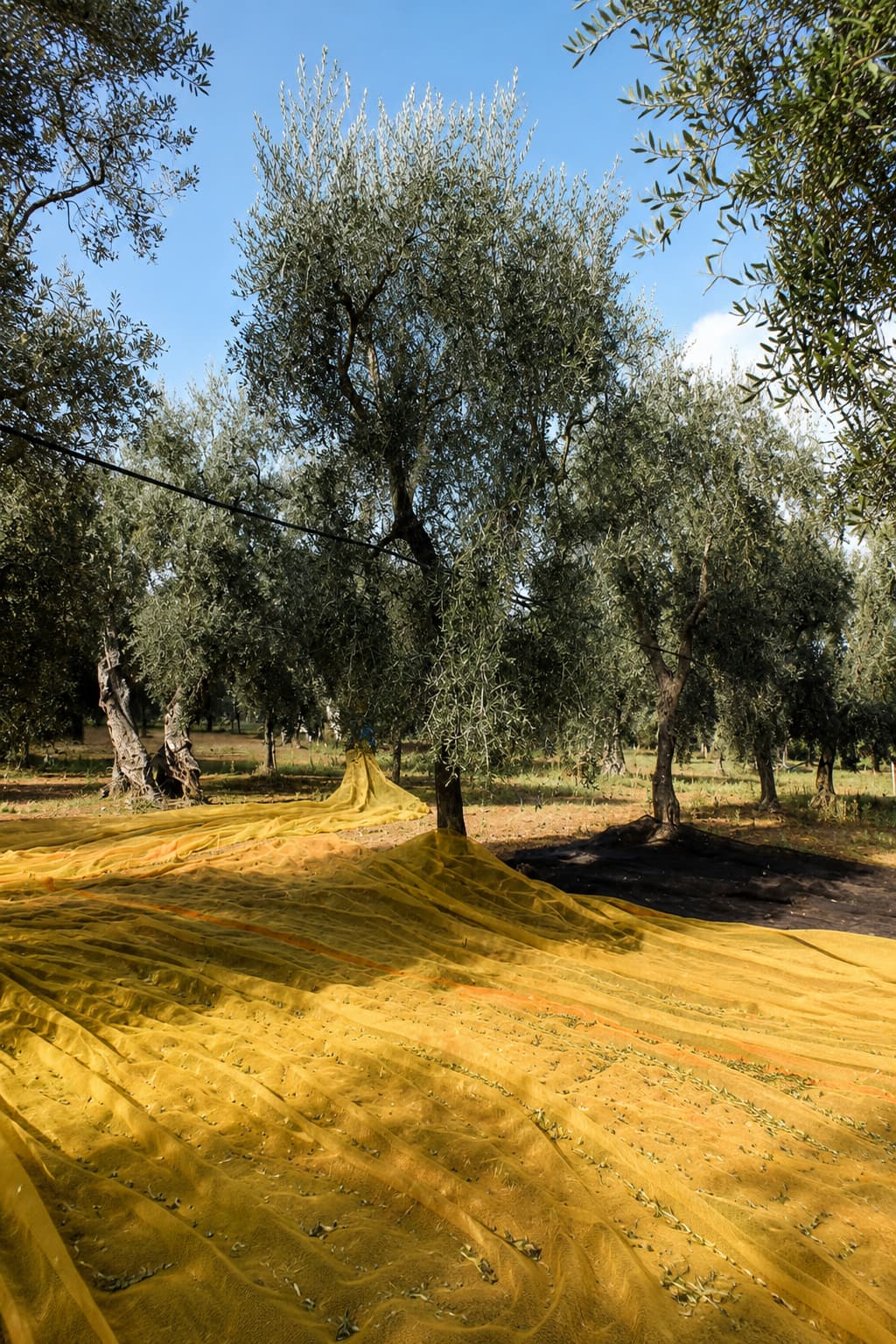 Yellow harvest nets spread beneath silver-leafed olive trees in a Puglia grove during the autumn olive harvest season