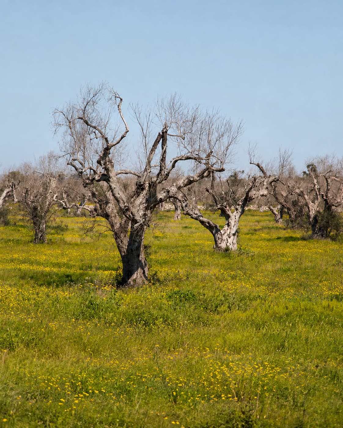 Dead olive trees with bare white branches standing in a green field in Salento, Puglia — visible Xylella fastidiosa disease damage