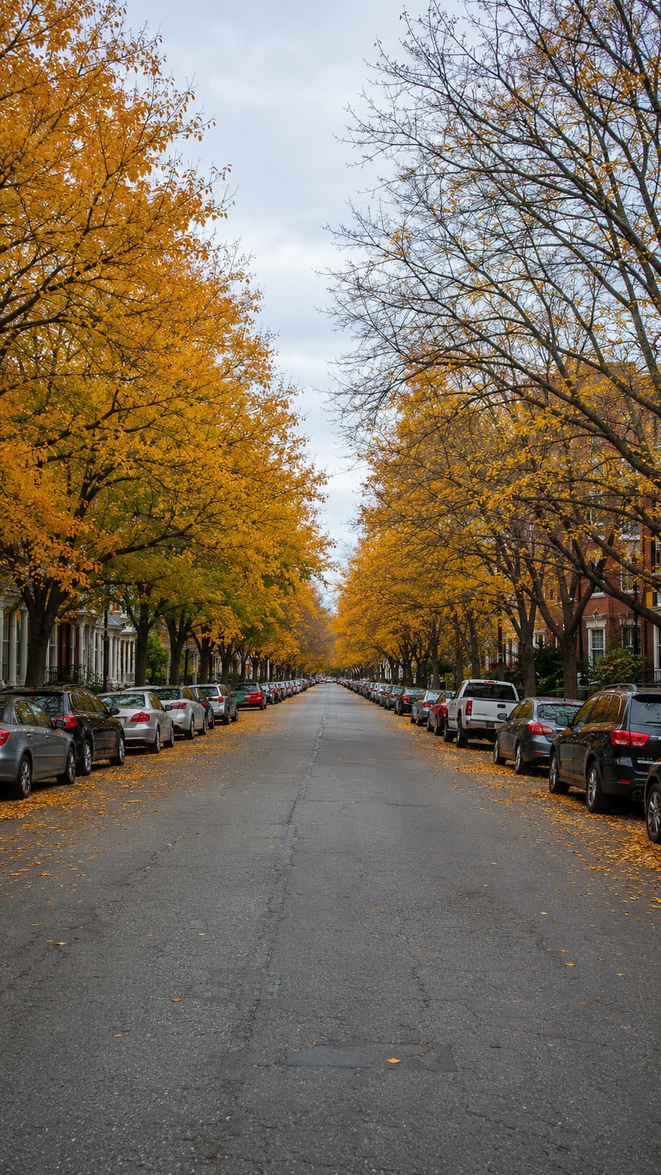 Tree-lined residential street in Salem Massachusetts in October — autumn foliage, parked cars, empty road