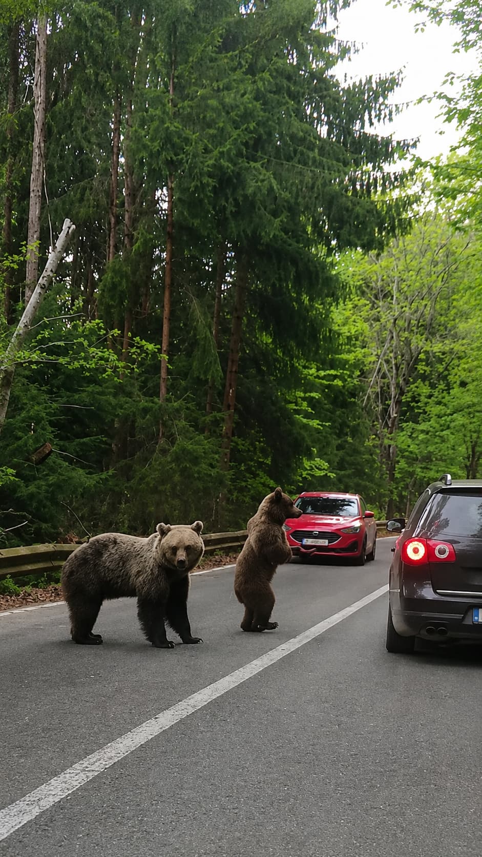 Two wild Carpathian brown bears blocking a forest road near Brașov, Transylvania — one standing upright against a red car, dense green summer forest in the background