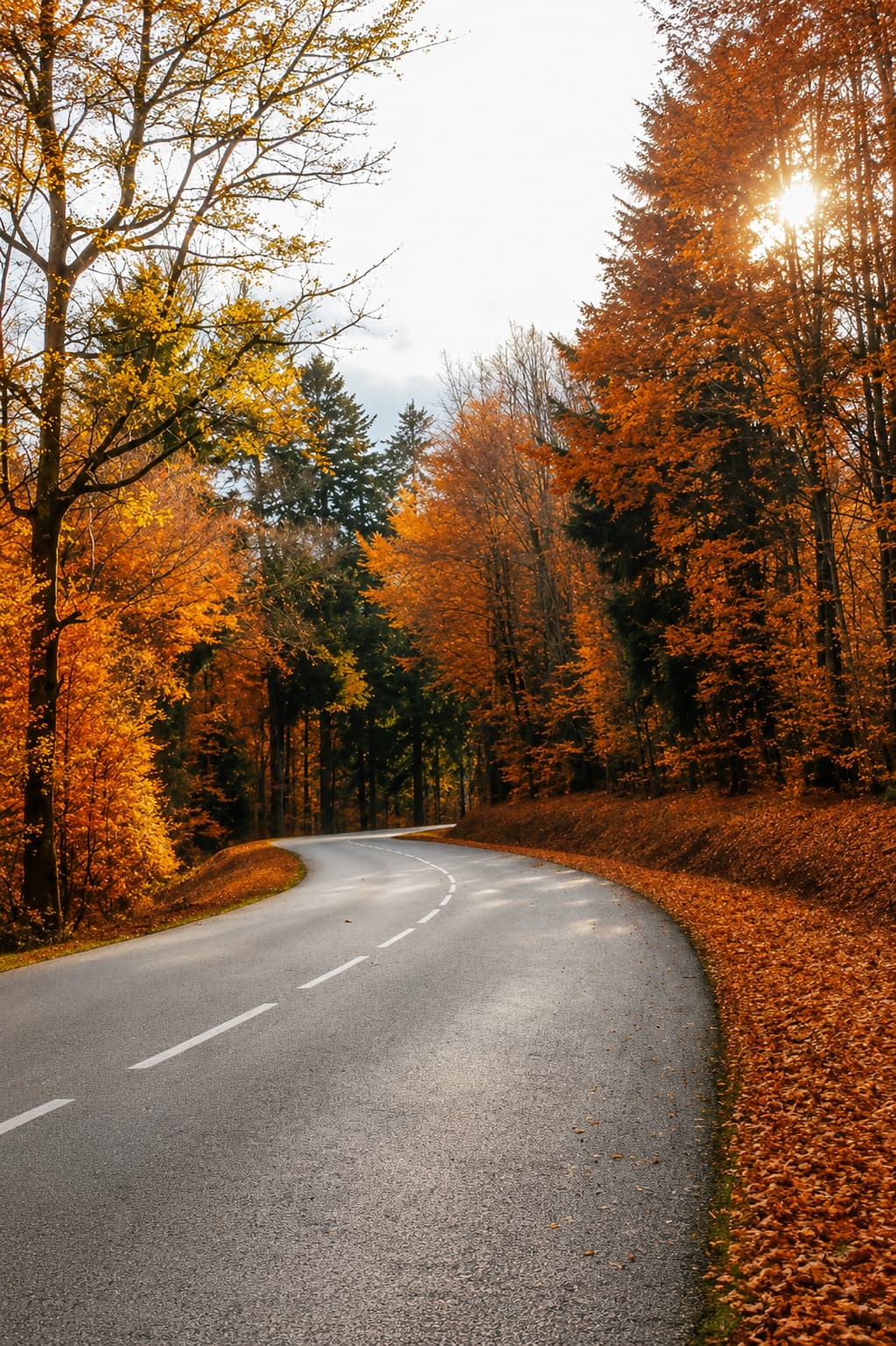 Winding road through the Vosges forest in Alsace in autumn, gold and orange foliage