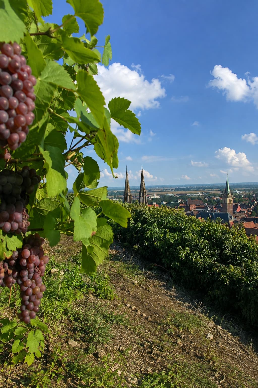 Riesling grapes ripening on the vine above an Alsace wine village
