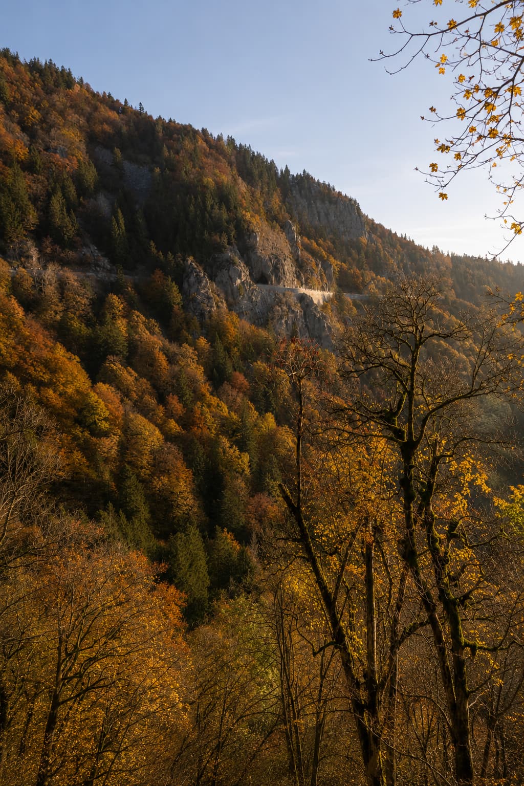 Vosges mountain road in peak colour, a highlight of Alsace in autumn