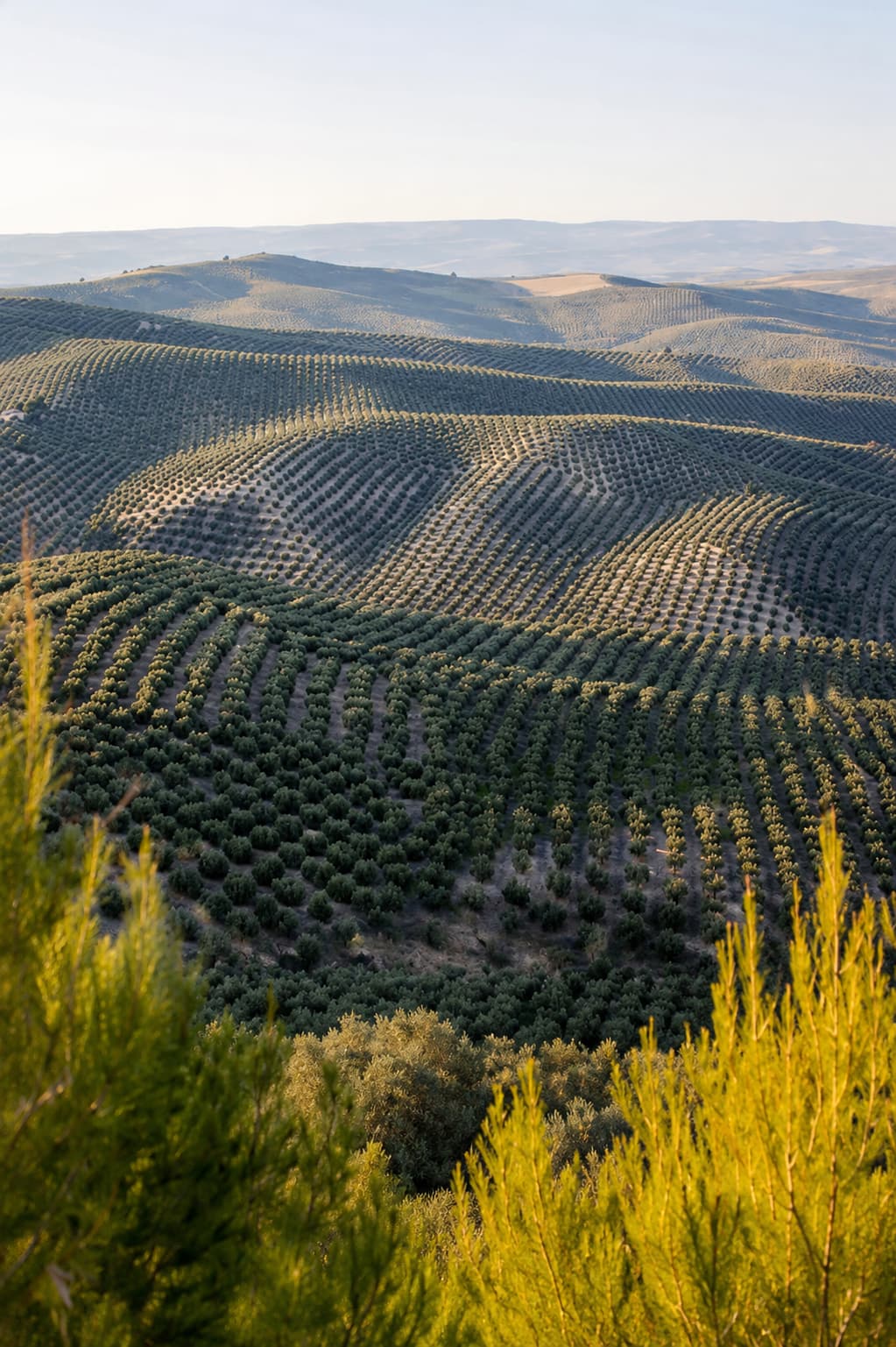 Jaén olive groves rolling to the horizon in warm afternoon light — Andalusia in autumn harvest season