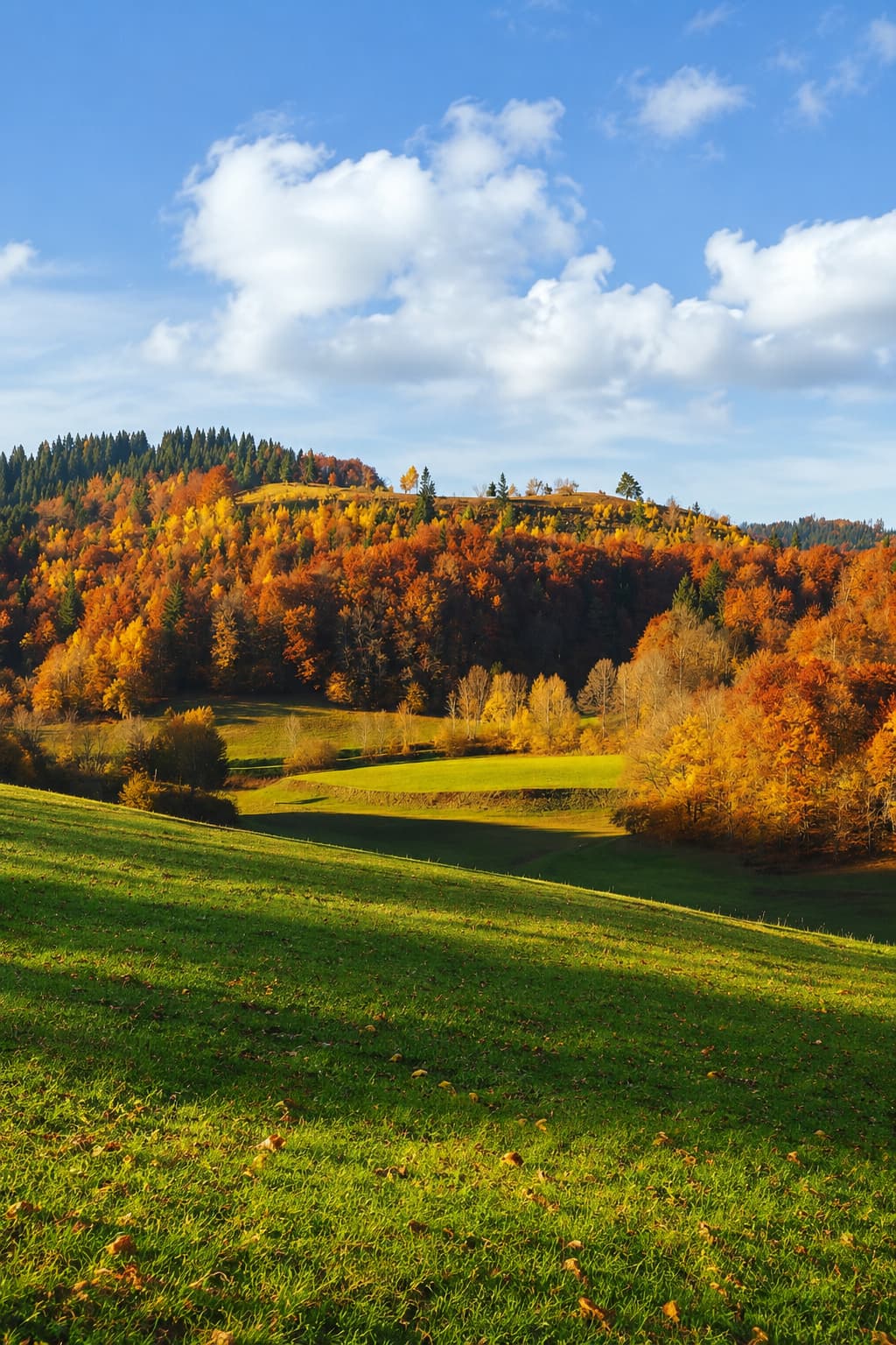 Black Forest hillside in autumn — amber and orange tree line above a green meadow, Baden-Württemberg