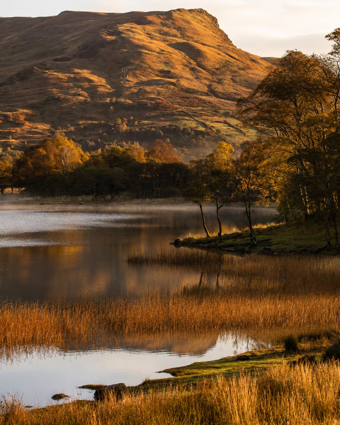 A Scottish loch at golden hour in autumn, amber reeds reflected in still water with birch trees turning gold on the shore