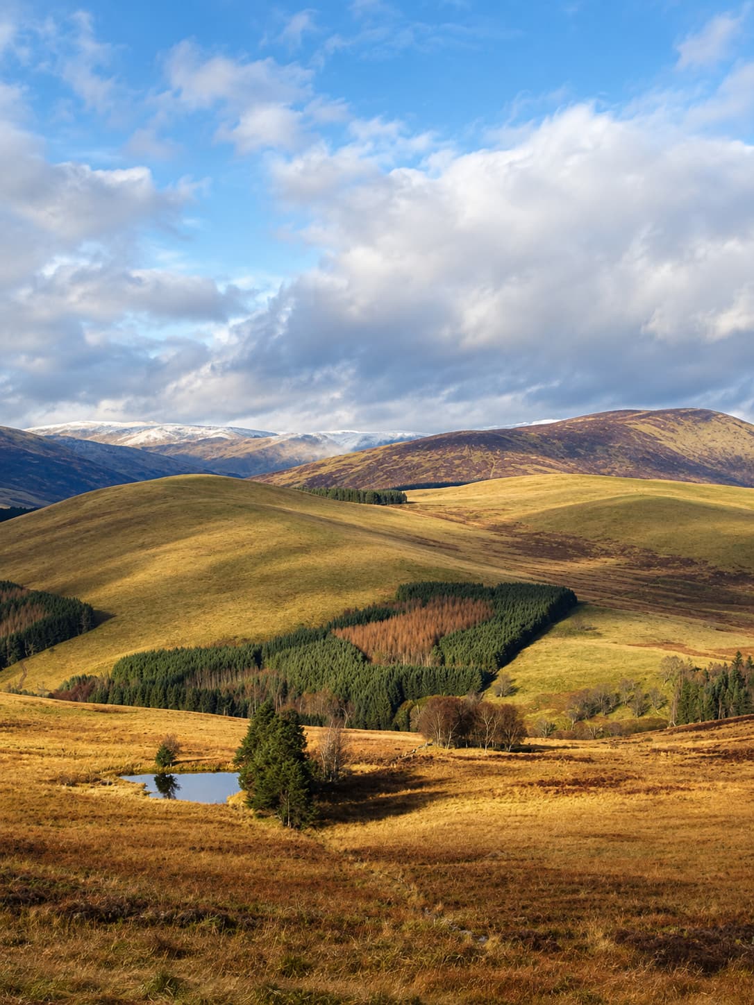 Open Cairngorms moorland in autumn, golden grass and a small lochan in the foreground with snow-dusted hills behind
