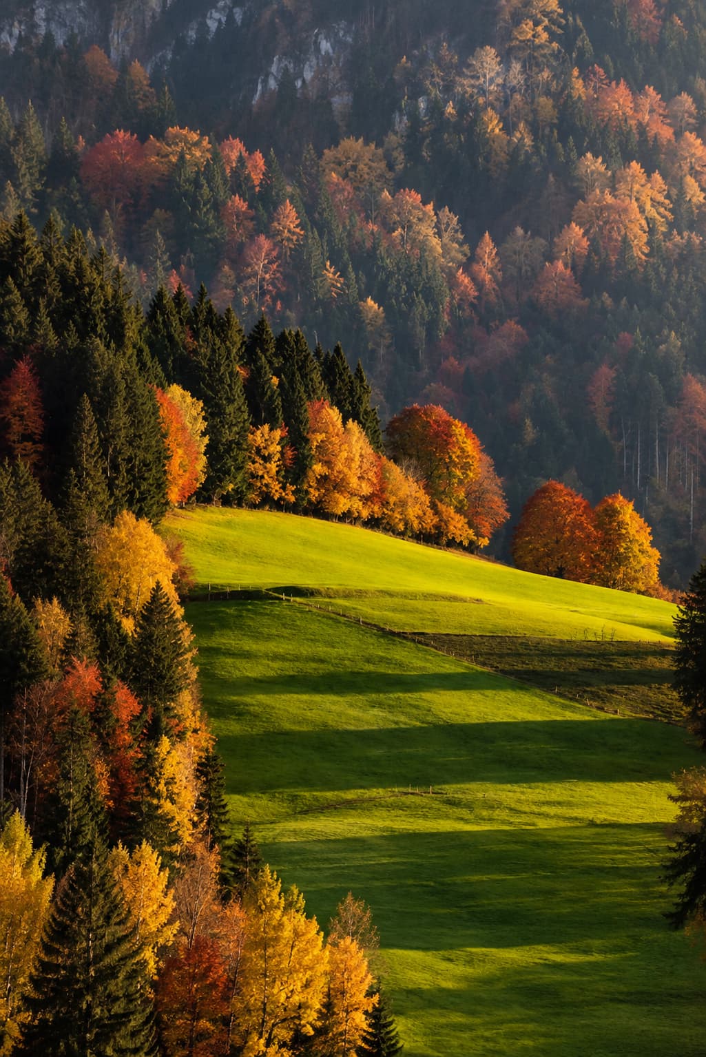 Sunlit green hillside meadow in the Bernese Oberland, Switzerland, with orange, gold and red autumn trees on the slopes and a dark mixed forest behind, in rich directional afternoon light